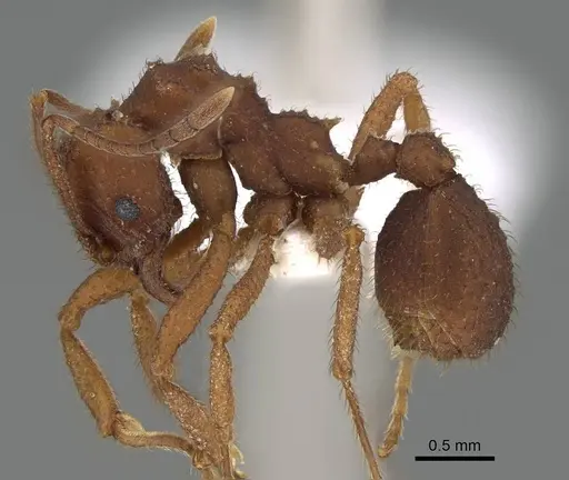 Trachymyrmex carinatus - CASENT0919976