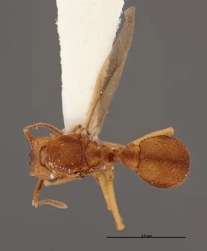 Trachymyrmex carinatus - FMNHINS0000046964