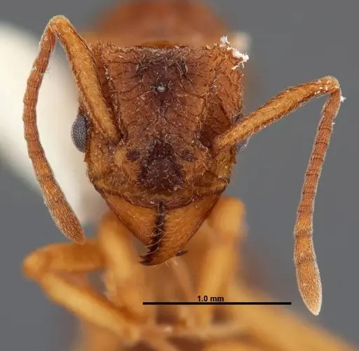 Trachymyrmex carinatus - FMNHINS0000046964