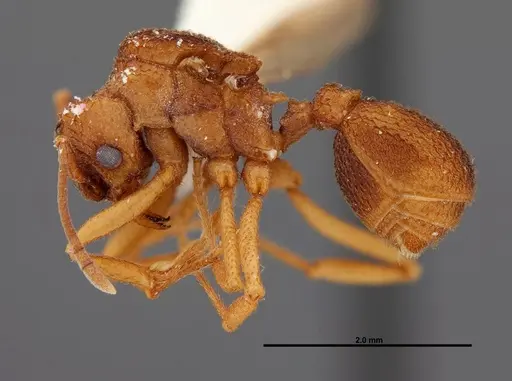 Trachymyrmex carinatus - FMNHINS0000046964