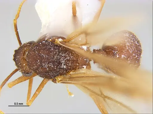 Trachymyrmex carinatus - MZSPHYM0135906