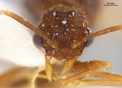 Trachymyrmex carinatus - MZSPHYM0135906