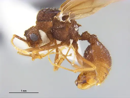 Trachymyrmex carinatus - MZSPHYM0135906
