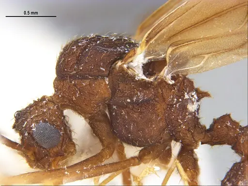 Trachymyrmex carinatus - MZSPHYM0135906