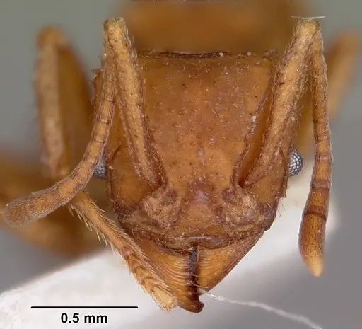 Trachymyrmex desertorum specimen