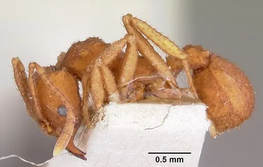 Trachymyrmex desertorum specimen