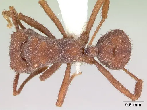 Trachymyrmex desertorum - CASENT0173651