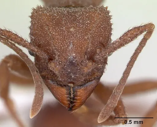 Trachymyrmex desertorum - CASENT0173651