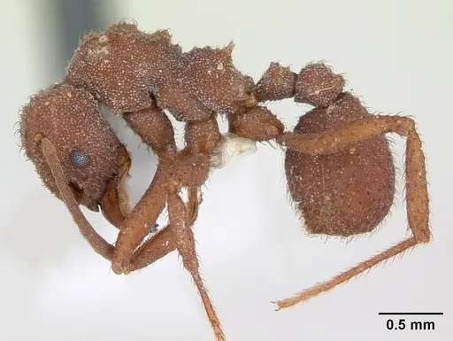 Trachymyrmex desertorum - CASENT0173651