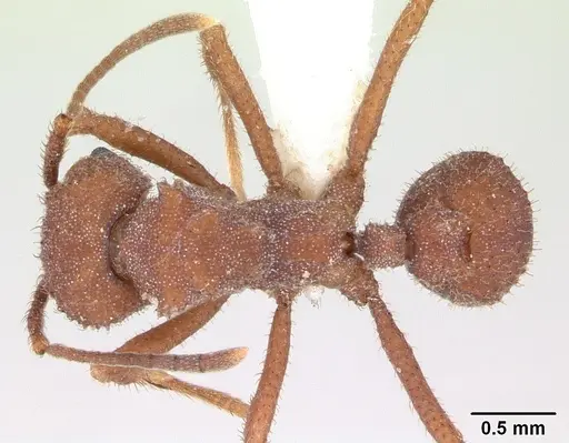 Trachymyrmex desertorum - CASENT0173652