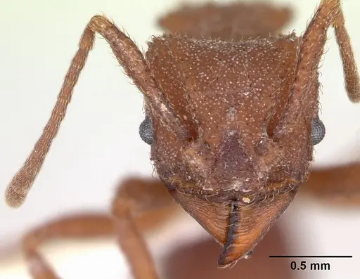 Trachymyrmex desertorum - CASENT0173652