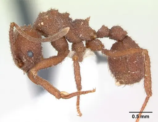 Trachymyrmex desertorum - CASENT0173652