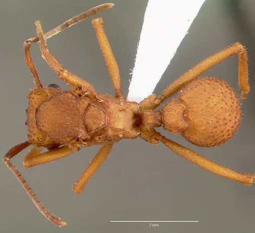 Trachymyrmex nogalensis specimen
