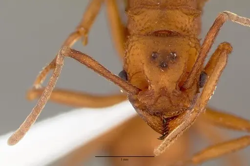 Trachymyrmex nogalensis specimen