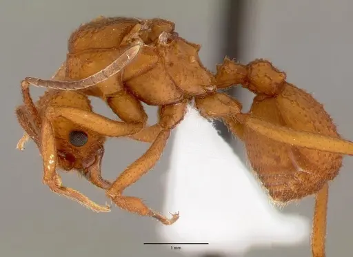 Trachymyrmex nogalensis specimen