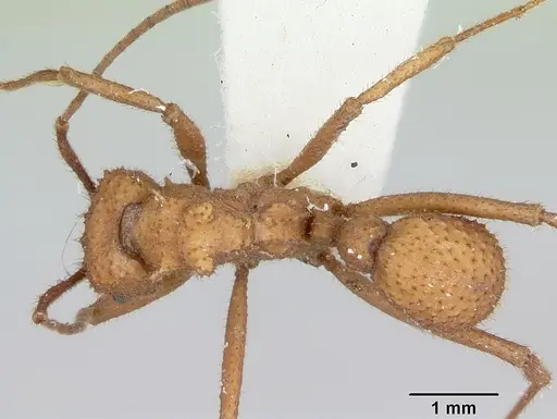 Trachymyrmex nogalensis - CASENT0103490
