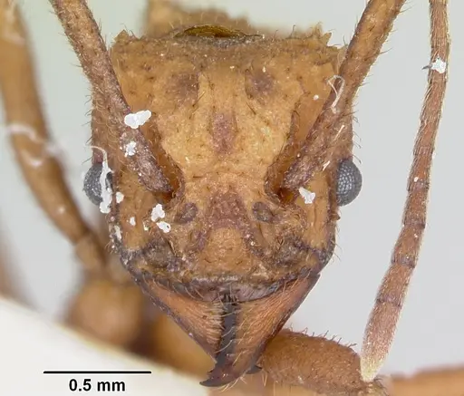 Trachymyrmex nogalensis - CASENT0103490