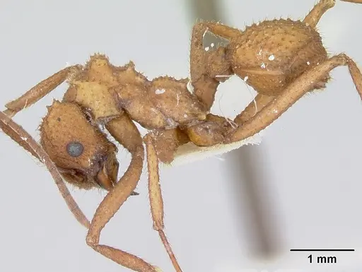 Trachymyrmex nogalensis - CASENT0103490