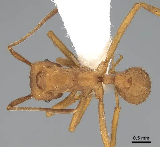 Trachymyrmex nogalensis - CASENT0919978
