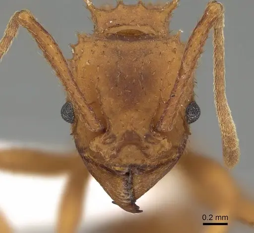 Trachymyrmex nogalensis - CASENT0919978