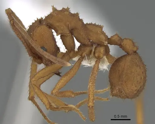 Trachymyrmex nogalensis - CASENT0919978