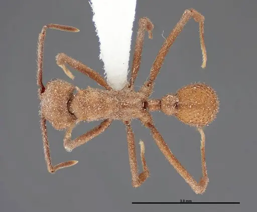 Trachymyrmex nogalensis - FMNHINS0000062757