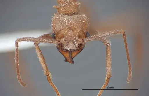 Trachymyrmex nogalensis - FMNHINS0000062757