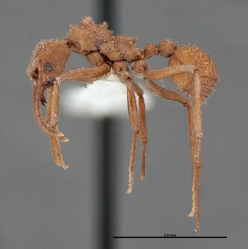 Trachymyrmex nogalensis - FMNHINS0000062757