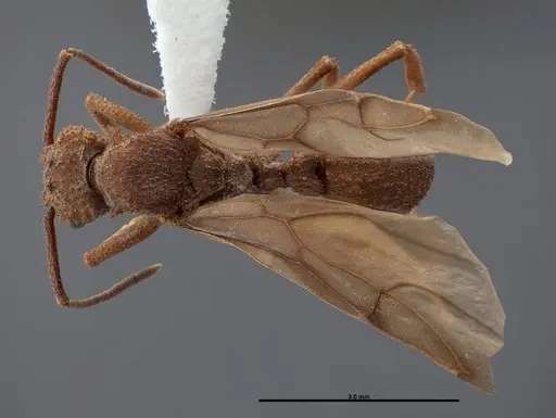 Trachymyrmex nogalensis - FMNHINS0000083038
