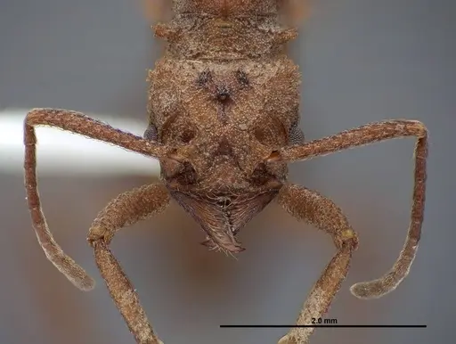 Trachymyrmex nogalensis - FMNHINS0000083038