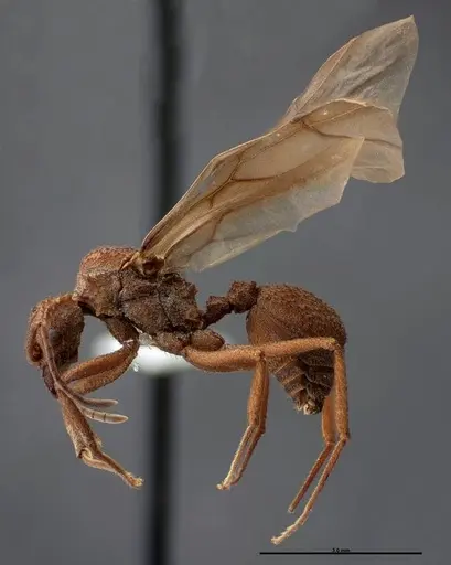 Trachymyrmex nogalensis - FMNHINS0000083038