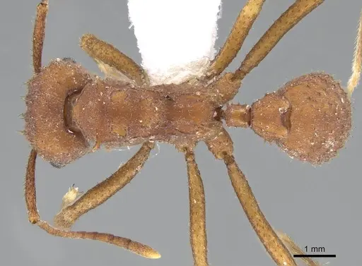 Trachymyrmex pakawa specimen