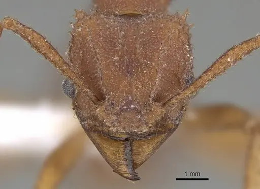 Trachymyrmex pakawa specimen