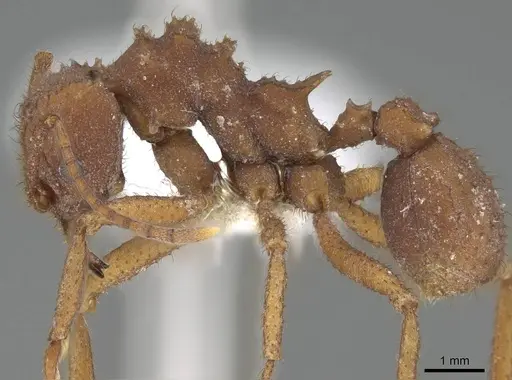 Trachymyrmex pakawa specimen