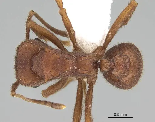 Trachymyrmex pomonae specimen