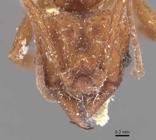 Trachymyrmex saussurei specimen