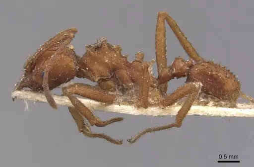 Trachymyrmex saussurei specimen