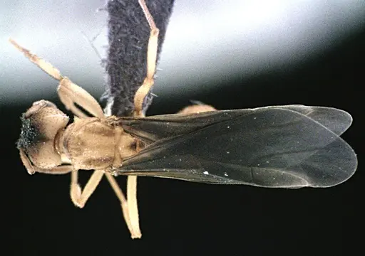 Trachymyrmex septentrionalis specimen
