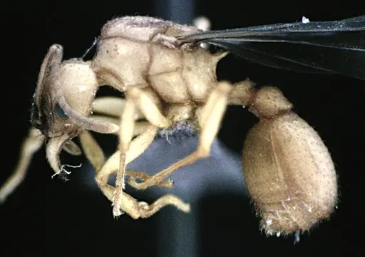 Trachymyrmex septentrionalis specimen
