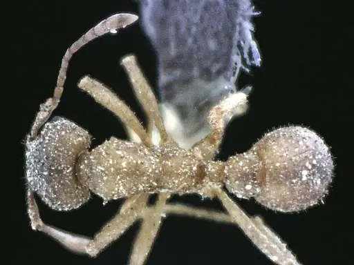 Trachymyrmex septentrionalis - ANTWEB1041490