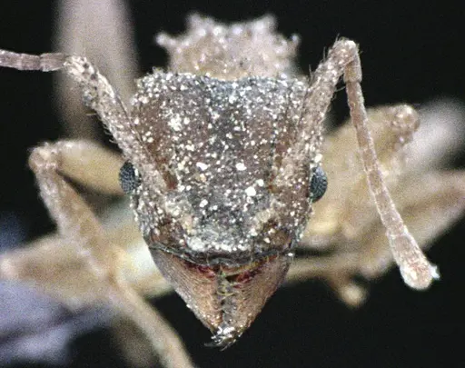 Trachymyrmex septentrionalis - ANTWEB1041490