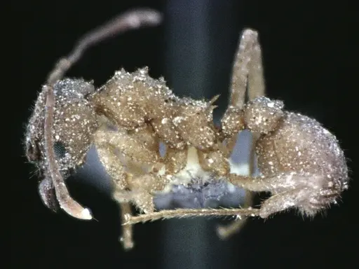 Trachymyrmex septentrionalis - ANTWEB1041490