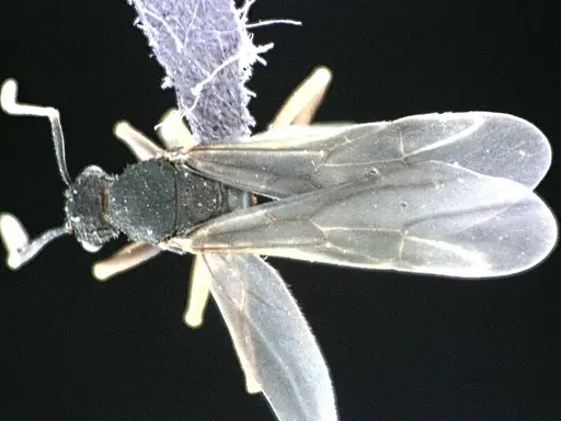 Trachymyrmex septentrionalis - ANTWEB1041491