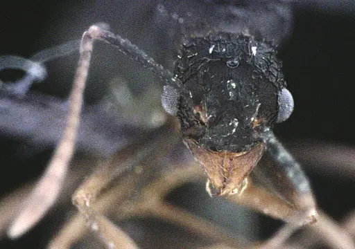 Trachymyrmex septentrionalis - ANTWEB1041491
