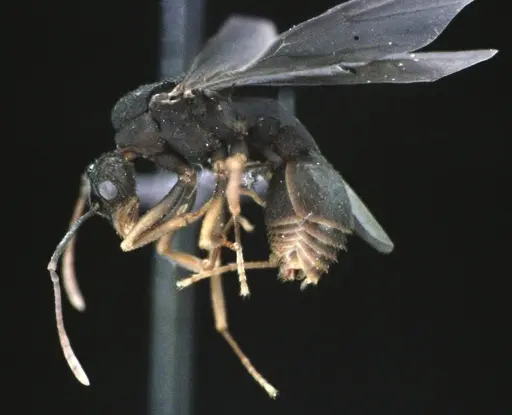 Trachymyrmex septentrionalis - ANTWEB1041491