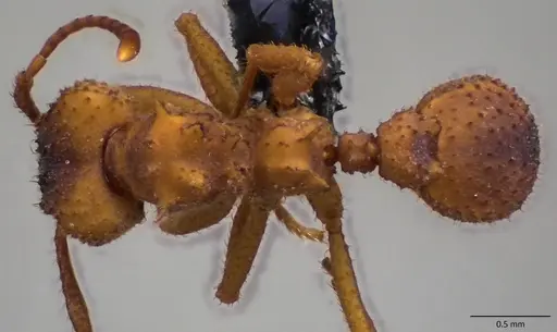 Trachymyrmex septentrionalis - ANTWEB1060085