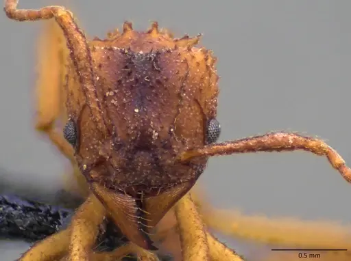 Trachymyrmex septentrionalis - ANTWEB1060085