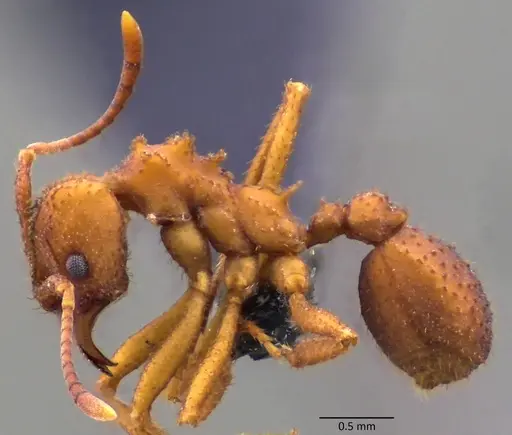 Trachymyrmex septentrionalis - ANTWEB1060085