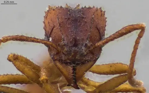 Trachymyrmex septentrionalis - ANTWEB1060092