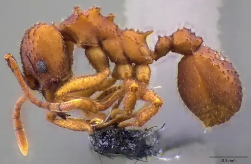 Trachymyrmex septentrionalis - ANTWEB1060092